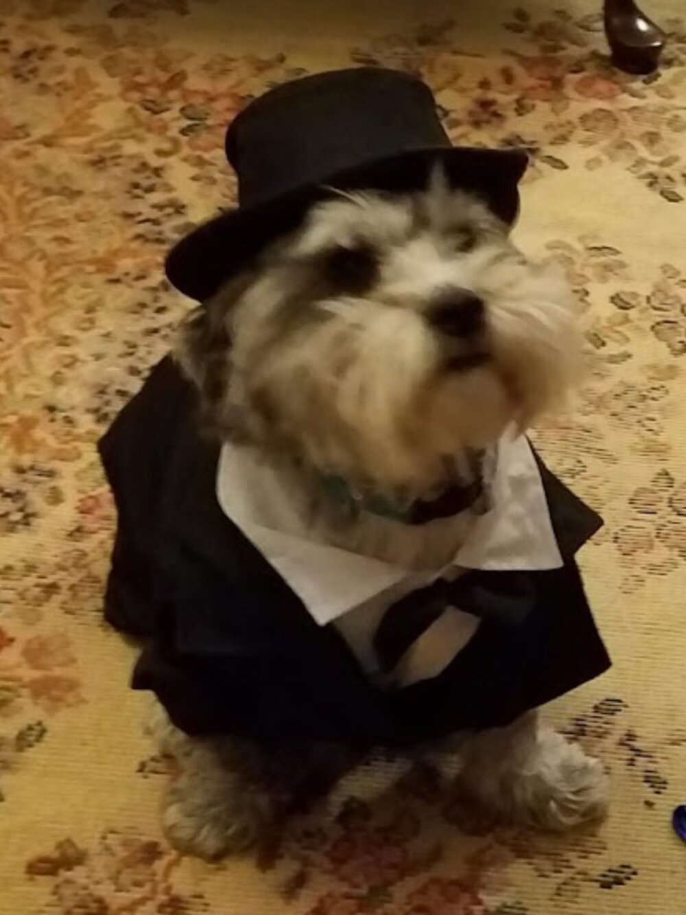 Small dog formalwear suit with top hat halloween costume dress up